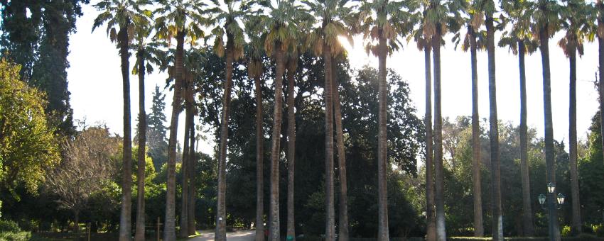 Palms and Sundial in the National Garden