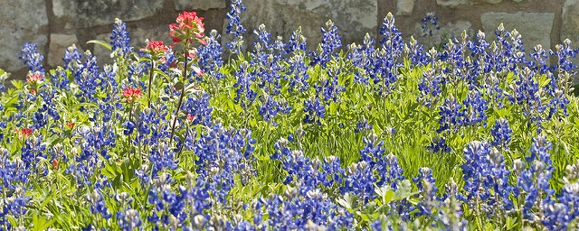 Blubonnets Wall