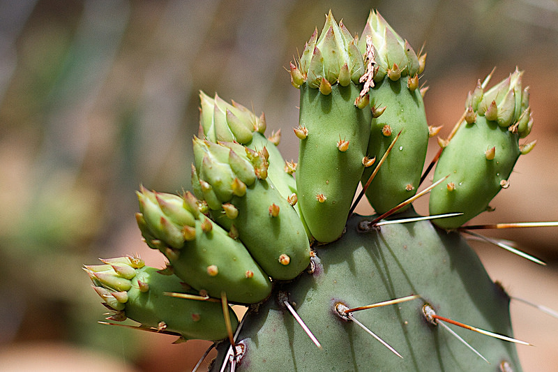 Prickly Pear Babies