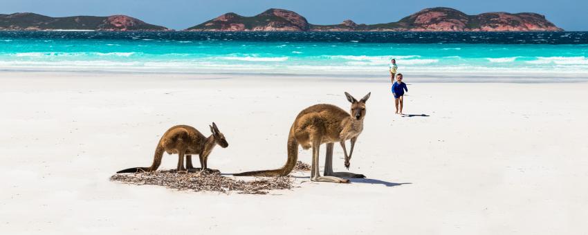Only in Australia can you play with Kangaroos on the beach. What a wonderful Experience. Follow us on instagram @wanderlustralia