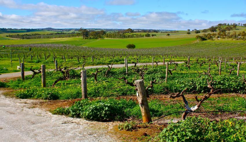 The Barossa Valley - 40