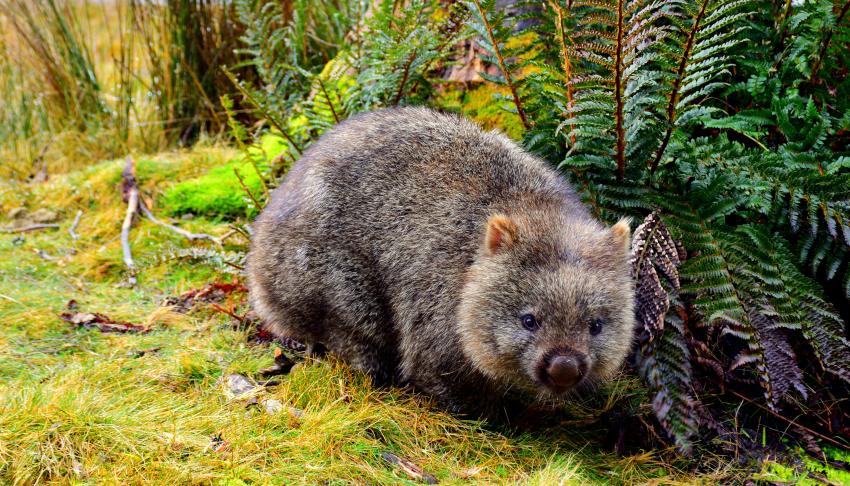 wombat in Cradle Mountain Australia