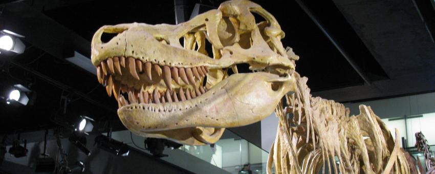 Tyrannosaurus Rex Skeleton at Melbourne Museum