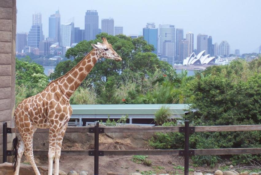 Sydney, Taronga Zoo