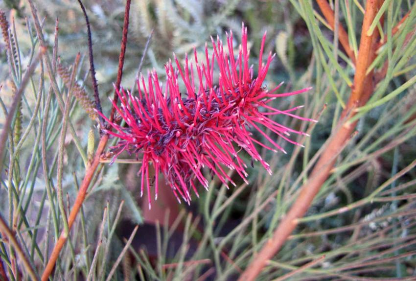 銀樺屬 Grevillea oligomera [澳洲國家植物園  Australian National Botanic Gardens, Canberra]