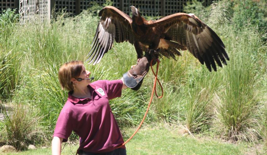 Wedge-tailed eagle