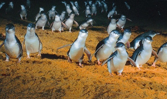 Phillip Island, Penguin Parade, VIC4.
