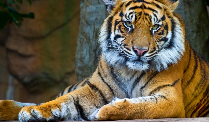 Australia-Zoo-Tiger-W