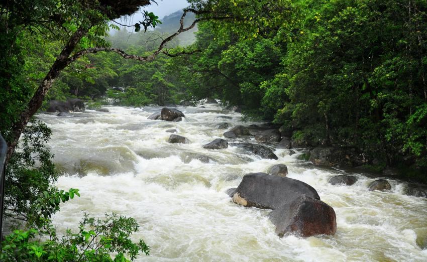 Daintree Rainforest