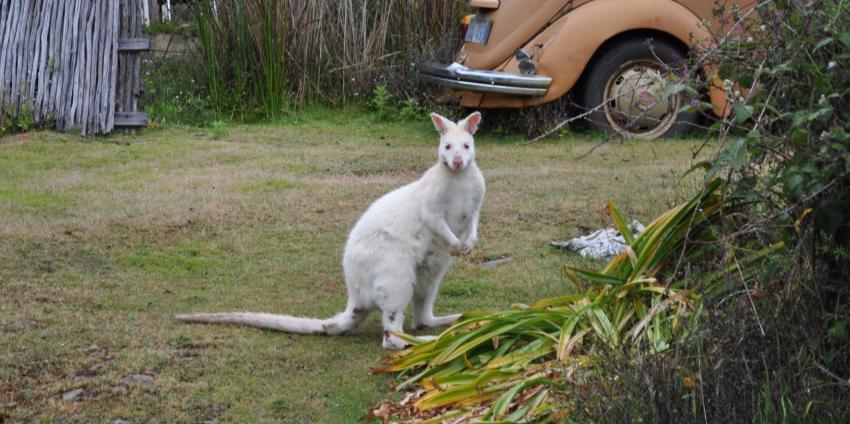 Albino wallaby