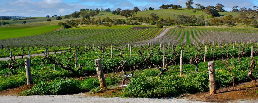 The Barossa Valley - 10