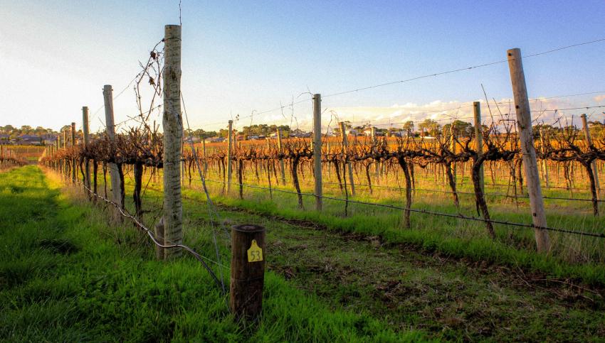 A wine tour at McLaren Vale, South Australia