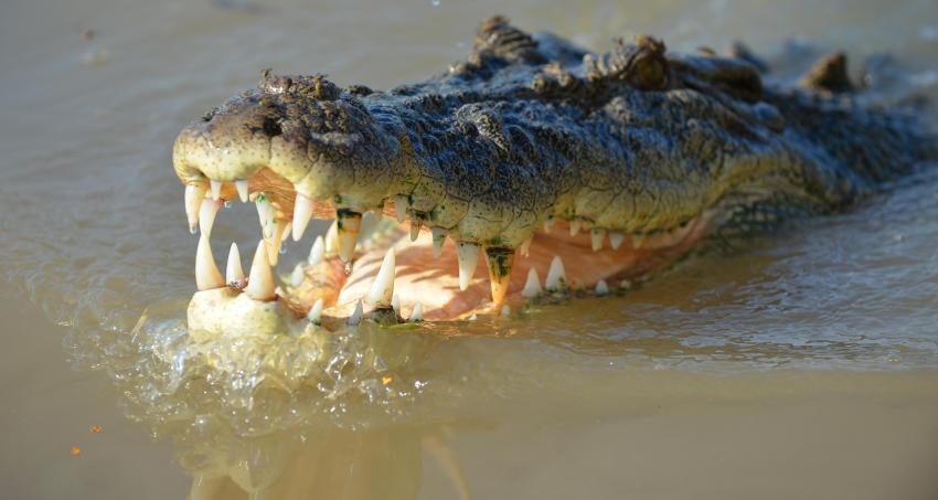 crocodile