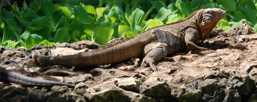 Iguana at Barbados Wildlife Reserve