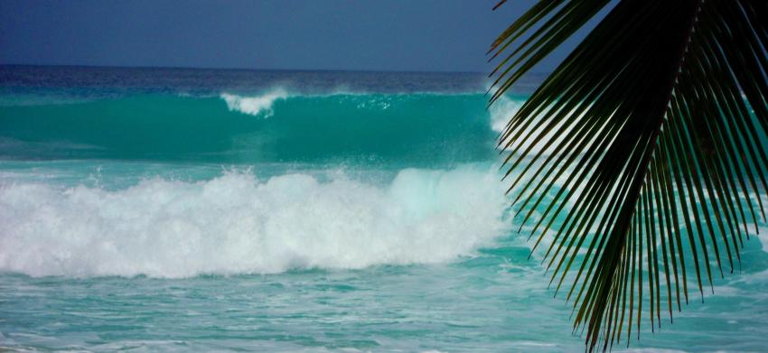 Palm tree and waves