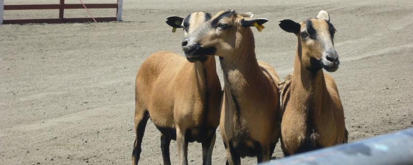 Barbados Blackbelly ewes in a sheepdog trial