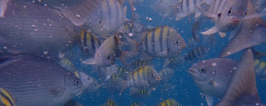 Underwater in Barbados