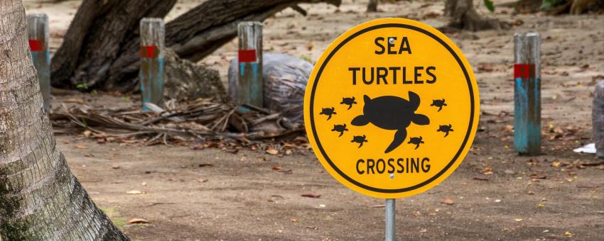 Sea Turtles Crossing