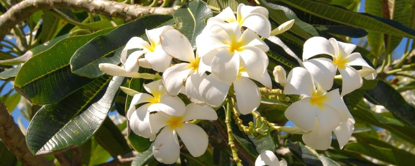 Barbados white frangipangi flowers