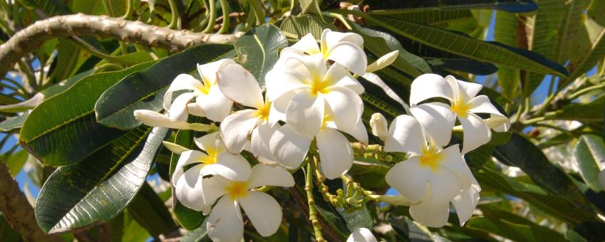 Barbados white frangipangi flowers