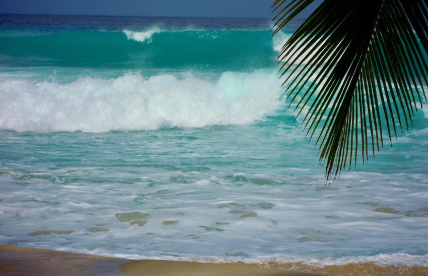 Palm tree and waves