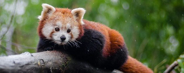 Red Panda