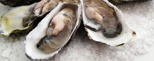 Oysters