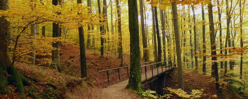 Trail through the dense forest of Medvednica Mountain