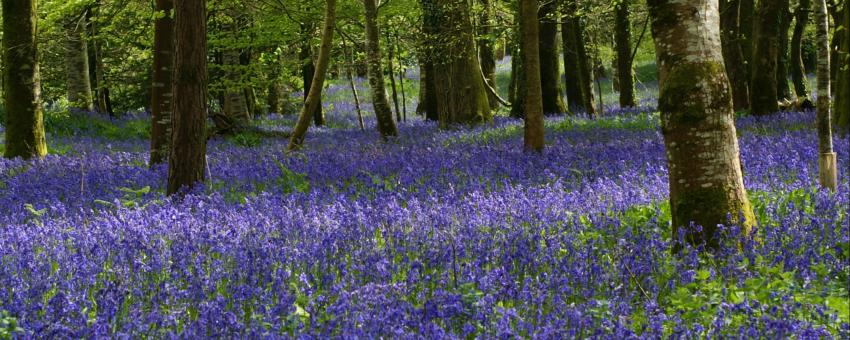 Carpet of Blue