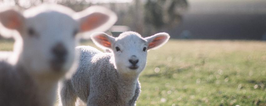 Two lambs on a field