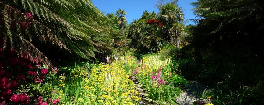 Trebah Gardens