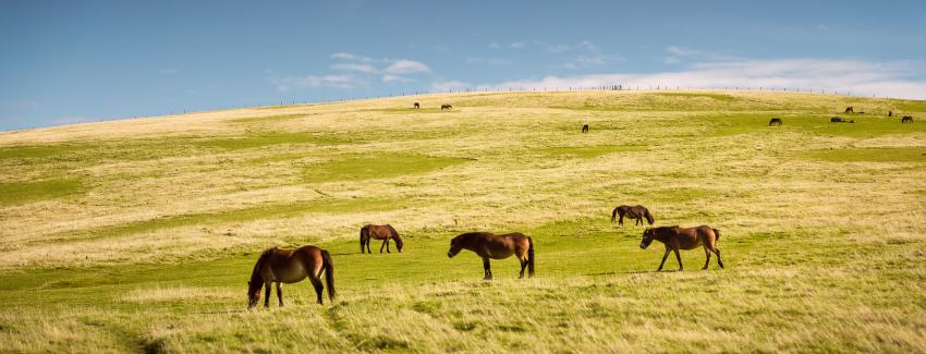 Exmoor Ponies