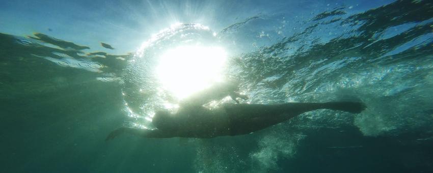 Open water swimming.
Freestyle stroke.
Front crawl.