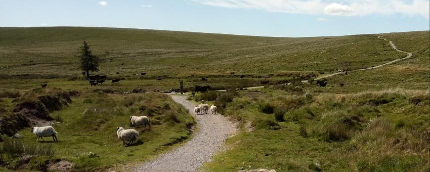 Nun's Cross ( Siward's Cross ), Princetown , Dartmoor National Park, Devon , UK