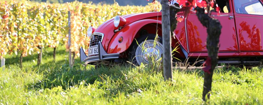Citroen 2CV in a vineyard