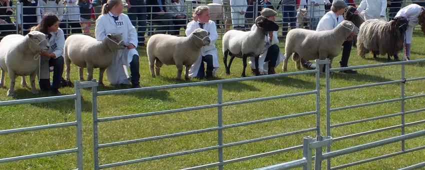 Royal Norfolk Show- June 2013