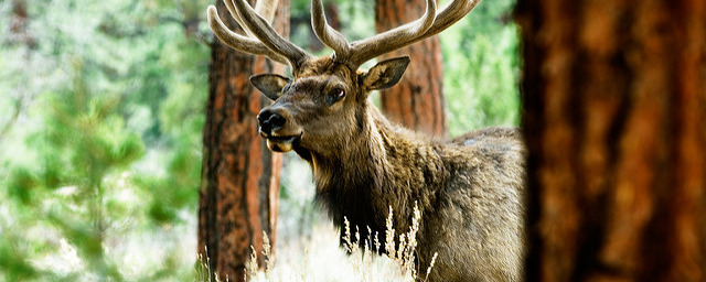 Elk