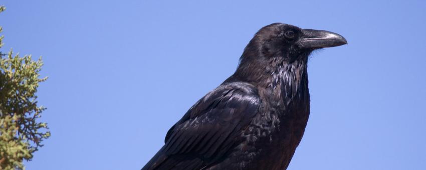 raven
