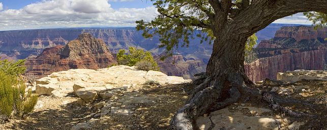 Grand Canyon National Park: Cape Royal Pine (North Rim)