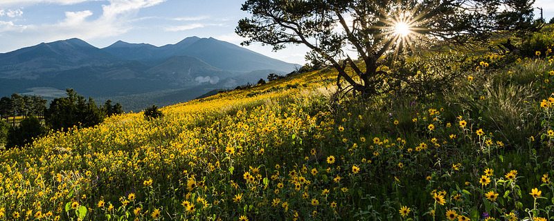 Summer Wildflowers east of the Peaks