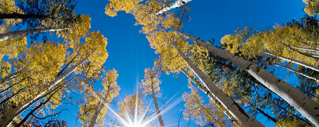 Kaibab NF Fall Colors 2007