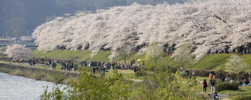 武家屋敷, 角館, 陸奧小京都, 櫻花, 仙北, 秋田, 東北, 日本, Kakunodate, Little Kyoto, Sakura, Semboku, Akita, Tohoku, Japan, Nippon, Nihon, 武家屋敷通り, ぶけやしきどおり, かくのだて, みちのくの小京都, 桜花, おうか, せんぼく, あきたけん, とうほく, にっぽん, にほん