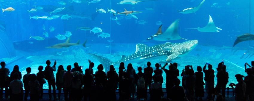 Okinawa Aquarium