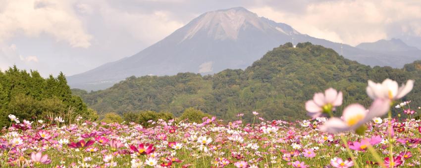 Tottori flower park and Mt. Daisen