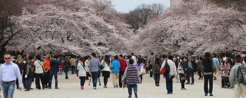 Sakura at Ueno Park