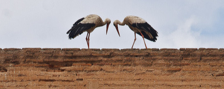 Eurasian White Stork, Palais el-Badi