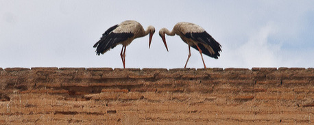 Eurasian White Stork, Palais el-Badi Eurasian White Stork, Palais el-Badi