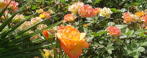 Flowers in Koutoubia garden