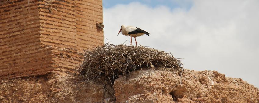 Stork Nest at El Badi Palace