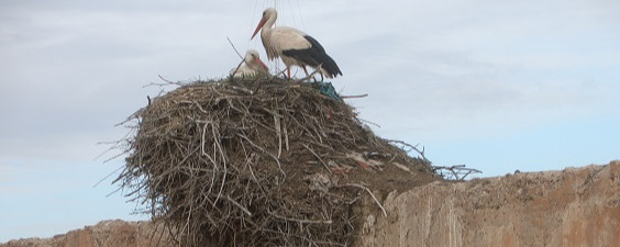 storks' nest